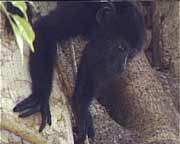 Junger und daher sehr neugieriger Brllaffe in Lamanai. Bestaunt der Tourist den Affen, oder umgekehrt?